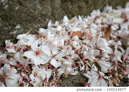 油桐花 140524977