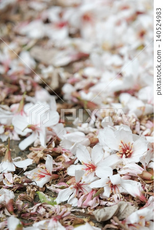 油桐花 油桐花 140524983