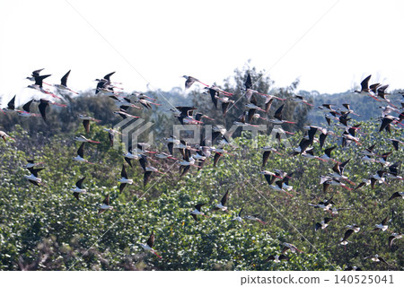 Sorghum Sorghum 140525041