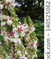 原產於歐洲、北非等地的歸化植物“Shirobanamouzuika”的花。 140525062