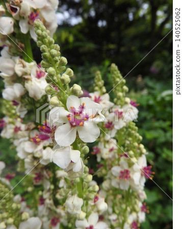 原產於歐洲、北非等地的歸化植物“Shirobanamouzuika”的花。 原產於歐洲、北非等地的歸化植物“Shirobanamouzuika”的花。 140525062