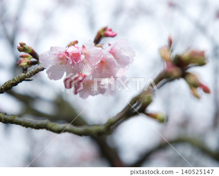 Cherry blossoms Cherry blossoms 140525147