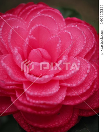 玫瑰花 玫瑰花 140525333