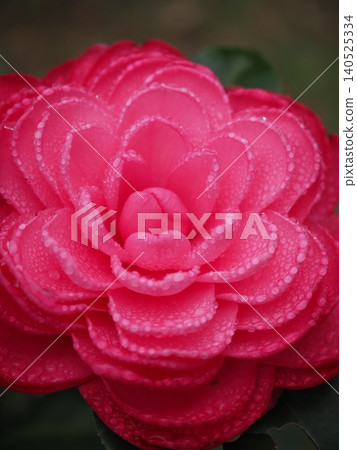 玫瑰花 玫瑰花 140525334