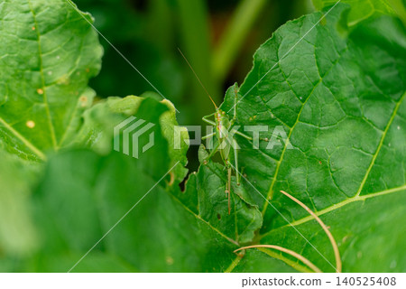 Grasshopper Resting on Green Leaf in Natural Garden Environment. Grasshopper sits on fresh green leaf in natural outdoor setting. The insect's detailed body, long legs, antennae and textured Grasshopper Resting on Green Leaf in Natural Garden Environment. Grasshopper sits on fresh green leaf in natural outdoor setting. The insect's detailed body, long legs, antennae and textured 140525408