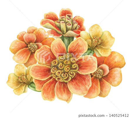 Watercolor tagetes patula flower bouquet botanical illustration. Hand drawn orange vibrant blossoms. Realistic floral design for greeting card. Garden seed pack or wedding invitation template. Watercolor tagetes patula flower bouquet botanical illustration. Hand drawn orange vibrant blossoms. Realistic floral design for greeting card. Garden seed pack or wedding invitation template. 140525412