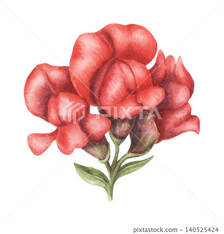 Watercolor snapdragon red flowers botanical illustration. Hand drawn antirrhinum majus bloom with vibrant petal. Floral design for wedding invitation card. Natural decoration for botany postcard art. 140525424