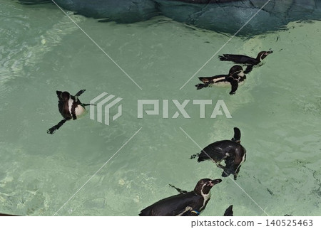 Three penguins swimming energetically in the pool Three penguins swimming energetically in the pool 140525463