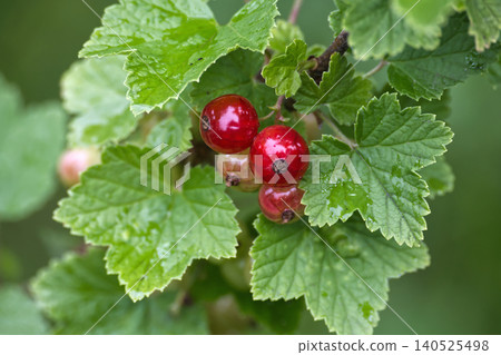 Red Currants on Branch With Dewy Green Leaves Close-Up, Fresh Ripe Berries in Garden Red Currants on Branch With Dewy Green Leaves Close-Up, Fresh Ripe Berries in Garden 140525498