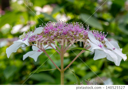 Hydrangea blooming in the clear of the rainy season Hydrangea blooming in the clear of the rainy season 140525527