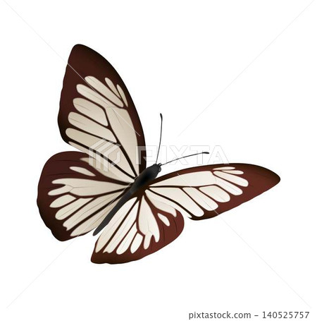 Graceful Butterfly with Brown and White Wings Graceful Butterfly with Brown and White Wings 140525757