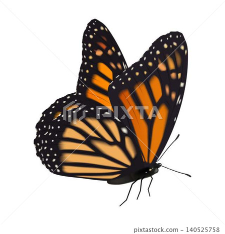 Vivid Monarch Butterfly Illustration in Flight Vivid Monarch Butterfly Illustration in Flight 140525758