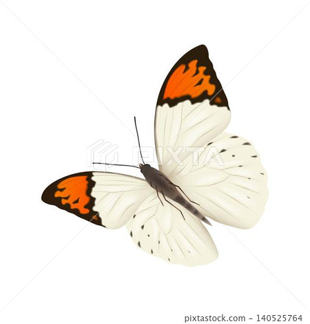 Orange Tipped Butterfly Illustration 140525764