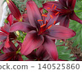 Lily flower (Blackstone) 140525860