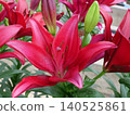Lily flower (dynamics) 140525861