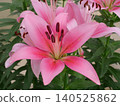 Lily flower (Allard) 140525862