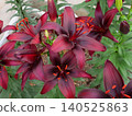 Lily flower (Blackstone) 140525863