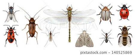 Collection of Various Insects in Detailed Illustrations Collection of Various Insects in Detailed Illustrations 140525869