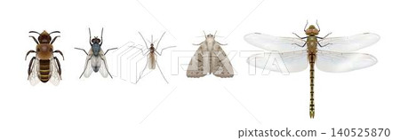 Detailed Illustration of Various Insects on White Detailed Illustration of Various Insects on White 140525870