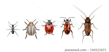 Insects Vector Collection on White Background 140525871