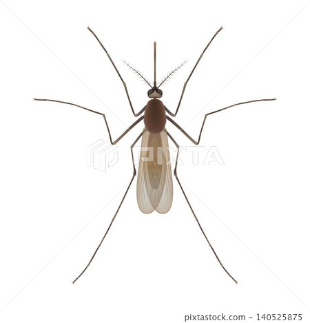 Detailed Illustration of a Mosquito Detailed Illustration of a Mosquito 140525875