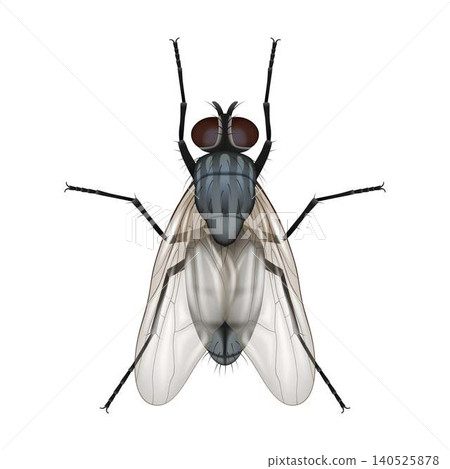 Detailed Illustration of Common Housefly Insect Detailed Illustration of Common Housefly Insect 140525878