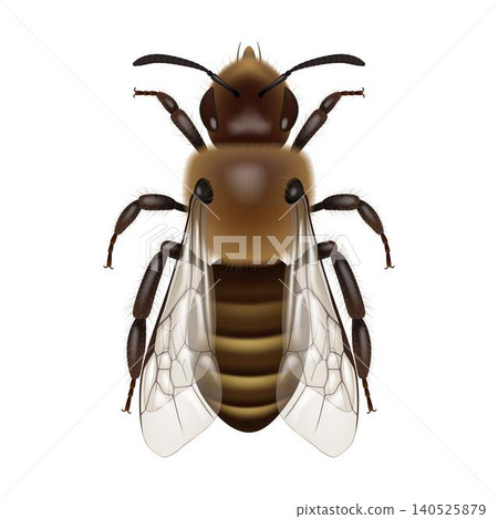 Detailed Illustration of a Realistic Bee Detailed Illustration of a Realistic Bee 140525879