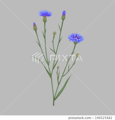 Vibrant blue cornflower against grey background Vibrant blue cornflower against grey background 140525882