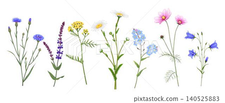 Collection of Various Wildflowers in Bloom Collection of Various Wildflowers in Bloom 140525883