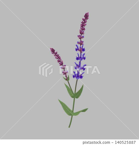 Detailed Botanical Illustration of Purple Flowers Detailed Botanical Illustration of Purple Flowers 140525887