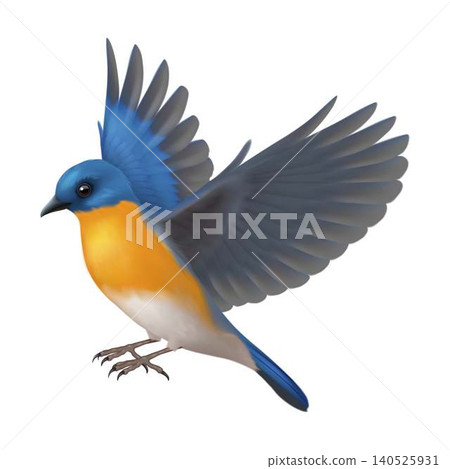 Vibrant Blue Bird in Flight with Orange Plumage Vibrant Blue Bird in Flight with Orange Plumage 140525931