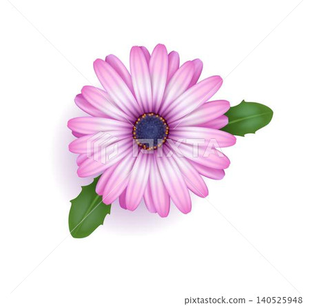 Pink Daisy Flower Top View on White Background Pink Daisy Flower Top View on White Background 140525948