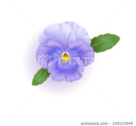Vivid Purple Pansy with Green Leaves on White Vivid Purple Pansy with Green Leaves on White 140525949