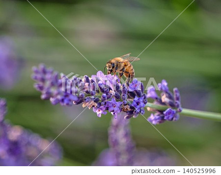 Lavender flowers and honeybee 140525996