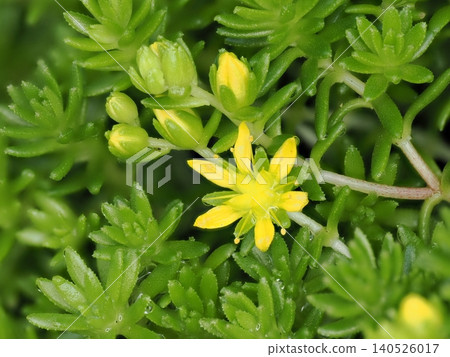 Close-up of Sedum or Stonecrop Close-up of Sedum or Stonecrop 140526017