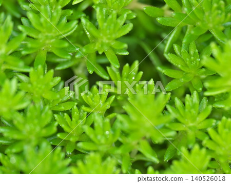 Close-up of Sedum or Stonecrop Close-up of Sedum or Stonecrop 140526018