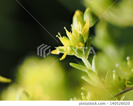 Close-up of Sedum or Stonecrop Close-up of Sedum or Stonecrop 140526020