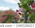 Rose garden after the rain 140526021