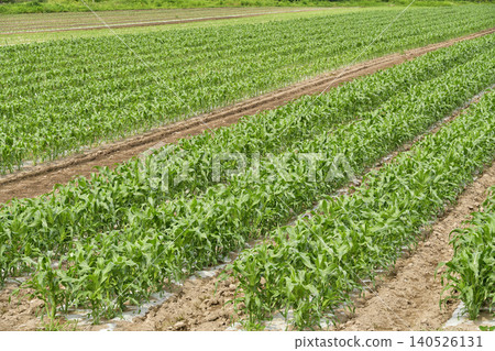 A photograph of a dent corn field in Atsusabetsu Town, Hokkaido, in early summer. A photograph of a dent corn field in Atsusabetsu Town, Hokkaido, in early summer. 140526131
