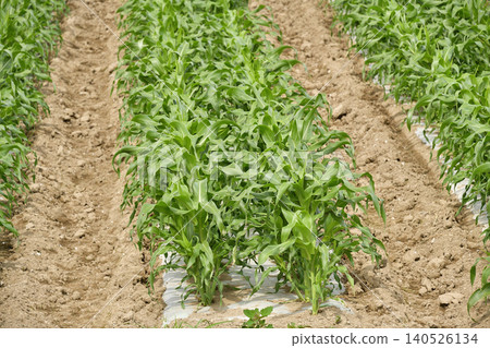 A photograph of a dent corn field in Atsusabetsu Town, Hokkaido, in early summer. A photograph of a dent corn field in Atsusabetsu Town, Hokkaido, in early summer. 140526134