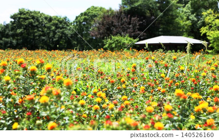 Safflower Safflower 140526160