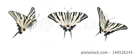 Three Illustrations of Black and White Butterflies Three Illustrations of Black and White Butterflies 140526245