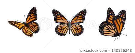 Vibrant Monarch Butterflies in Flight Vibrant Monarch Butterflies in Flight 140526248