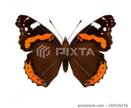 Detailed illustration of a colorful butterfly Detailed illustration of a colorful butterfly 140526256