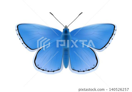 Blue Butterfly with Detailed Wings on White Blue Butterfly with Detailed Wings on White 140526257
