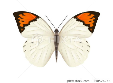 Detailed Illustration of a Vibrant Butterfly 140526258