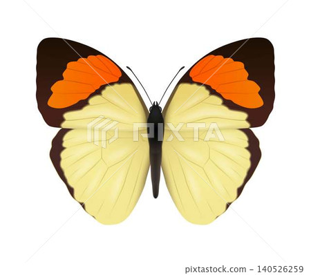 Vibrant Butterfly with Colorful Wings Vibrant Butterfly with Colorful Wings 140526259