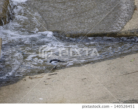 A Japanese wagtail walking across a weir A Japanese wagtail walking across a weir 140526451