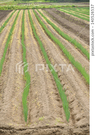A photograph of a field of newly transplanted leeks in Atsusabetsu Town, Hokkaido, in early summer. A photograph of a field of newly transplanted leeks in Atsusabetsu Town, Hokkaido, in early summer. 140526537