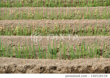A photograph of a field of newly transplanted leeks in Atsusabetsu Town, Hokkaido, in early summer. A photograph of a field of newly transplanted leeks in Atsusabetsu Town, Hokkaido, in early summer. 140526539